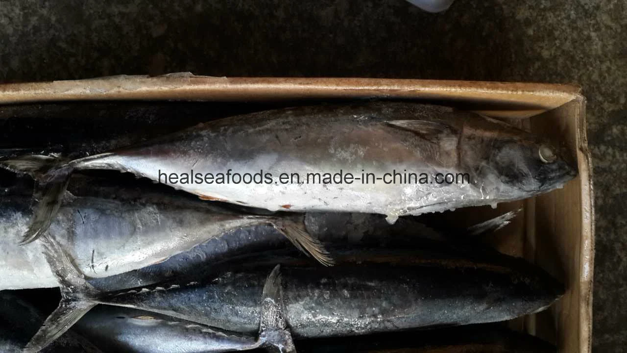 Qualidade de peixes do Mar da China- Congeladas Bonito/Bullet Estoque pronta de atum