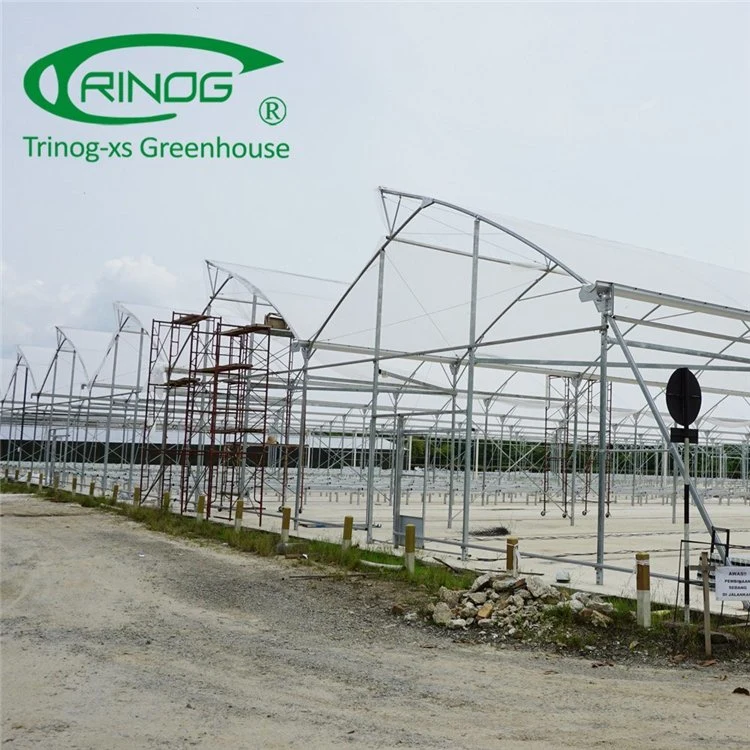 Large Multi-span Film Agriculture Greenhouse With Hydroponic Growing System