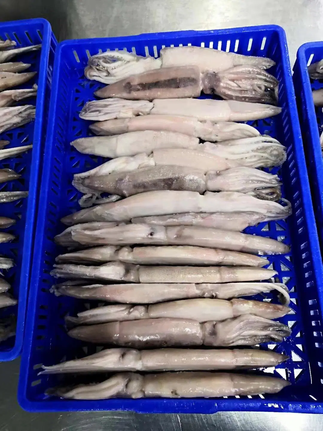 Frozen Squid Whole Round, Calmari, Calamar, Calmar, Pota