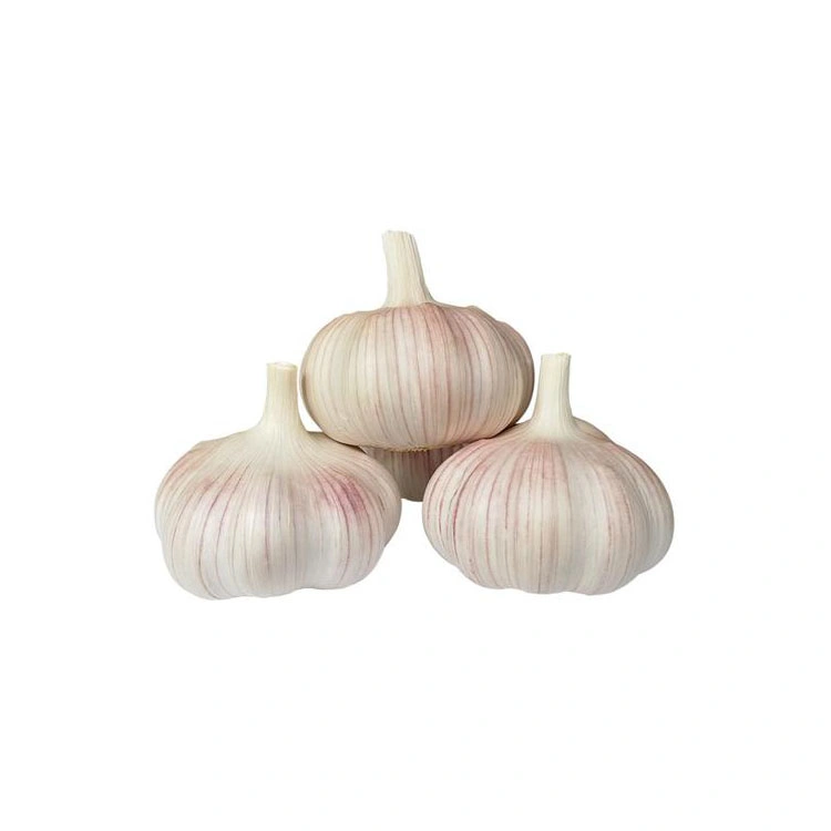 Export China New Crop Fresh Pure White Garlic