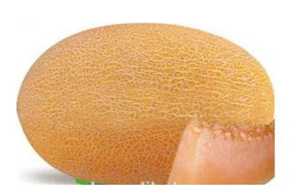 Sementes de Hami Melon sementes de Melon amarelo para semeadura