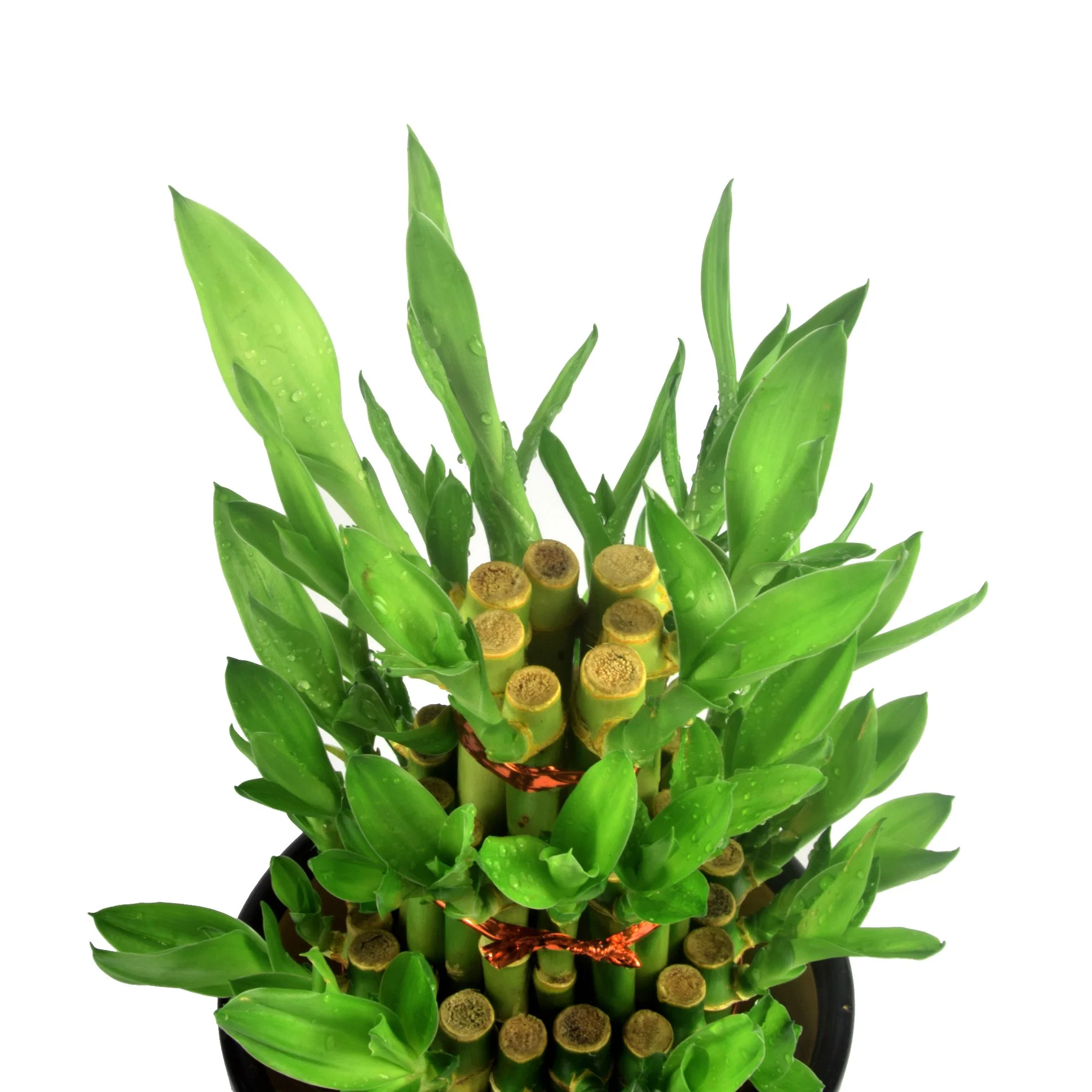 Зеленый S3 в корпусе Tower Dracaena Sanderiana Lucky Bamboo Завод детских