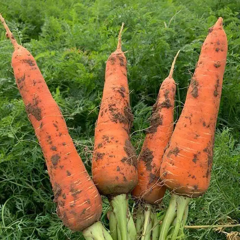 New Arrival Fresh Sale Natural Organic Fresh Carrots From Top Supplier