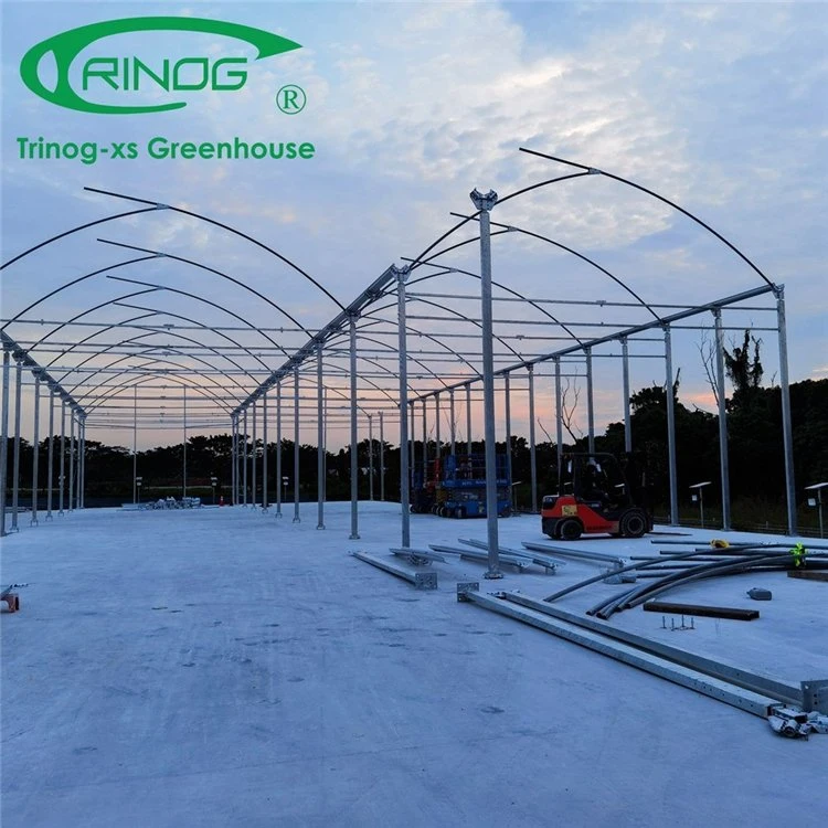 High Efficient Hot Galvanized Pipe Frame Multi-span Film Greenhouse With Hydroponic Growing System for Sale