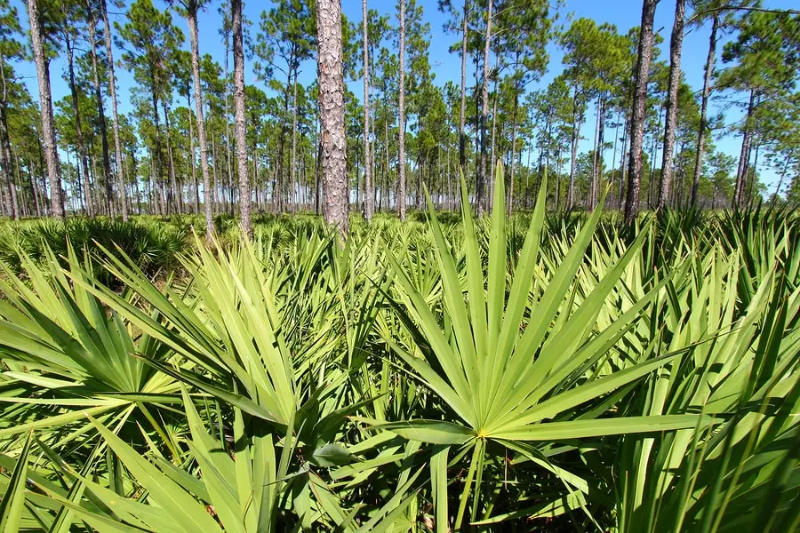 High Natural Saw Palmetto Extract 20-45% Fatty Acids