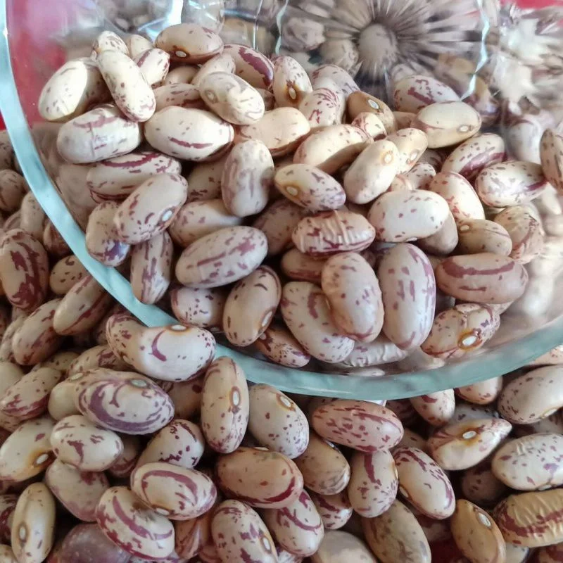 Chinese Xinjiang Type Light Speckled Kidney Beans Pinto Beans for Sale