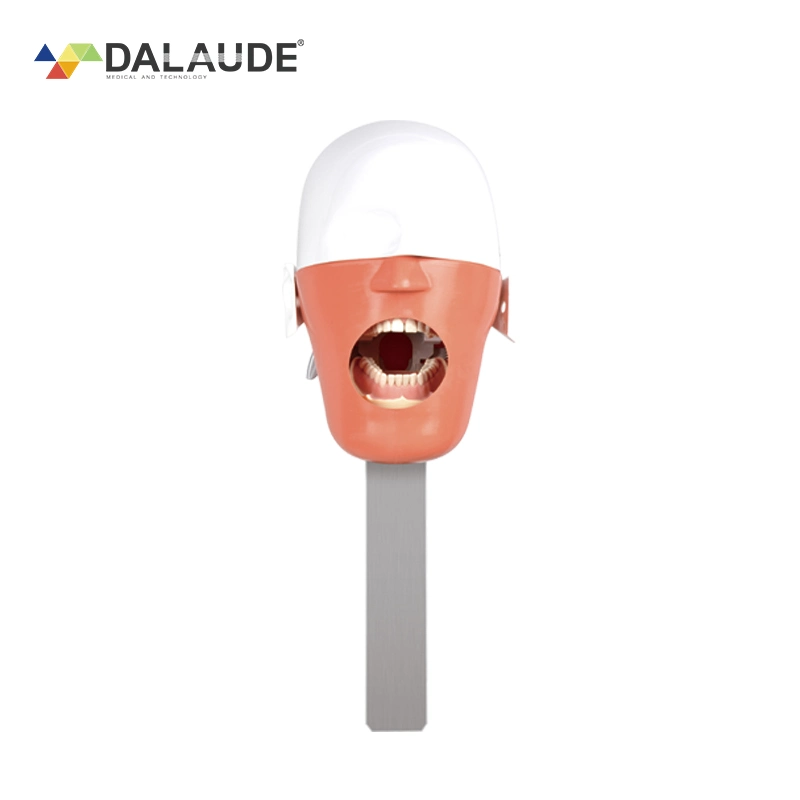 Dentist Training Teaching Simple Head Model Dental Simulator Phantom