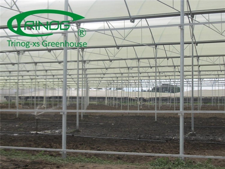 Low Cost Multi-span Cultivation Hydroponics System Film Greenhouse