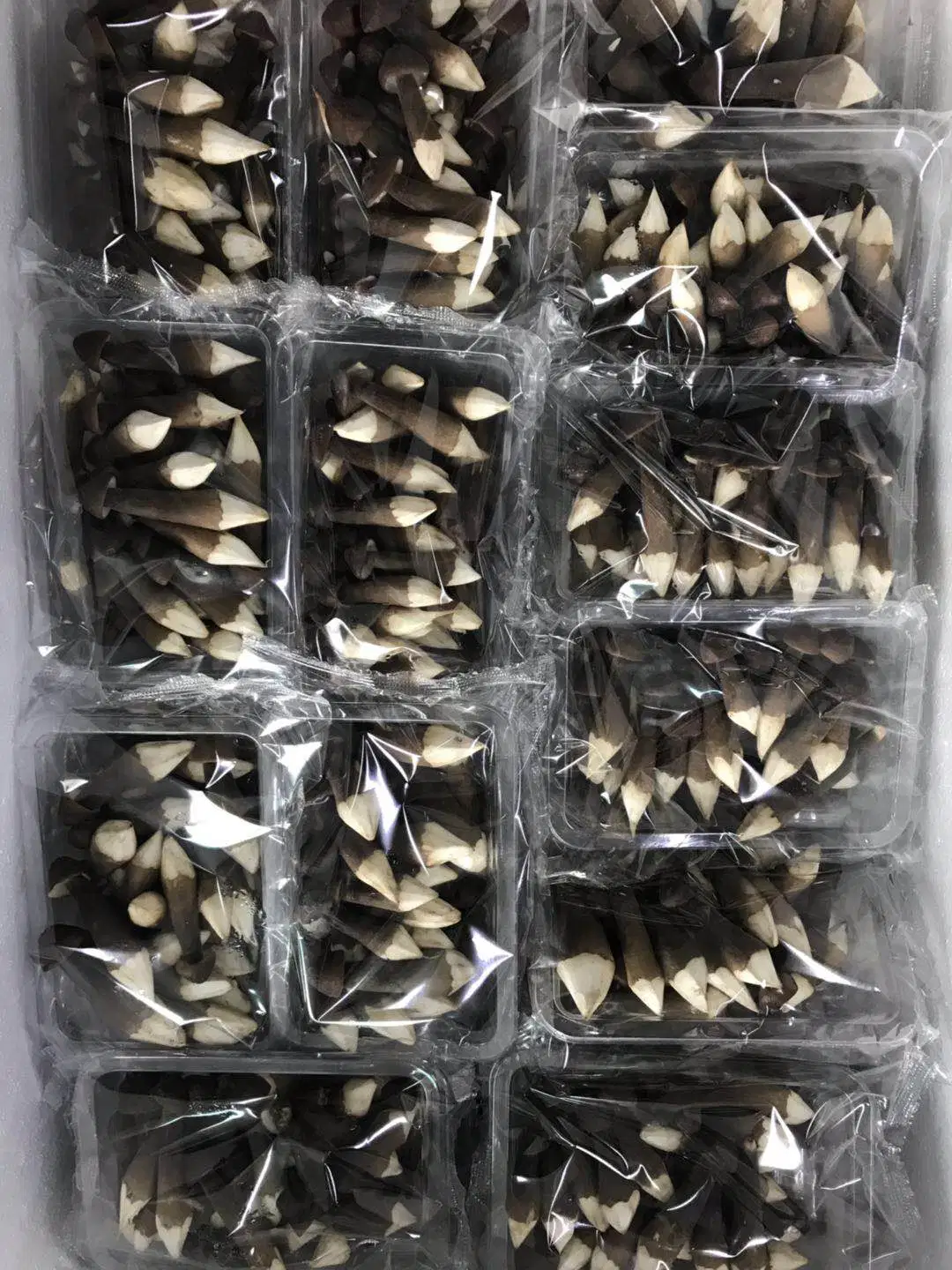 Black Health Food Dried Collybia Albuminosa Mushroom with Health Benefits