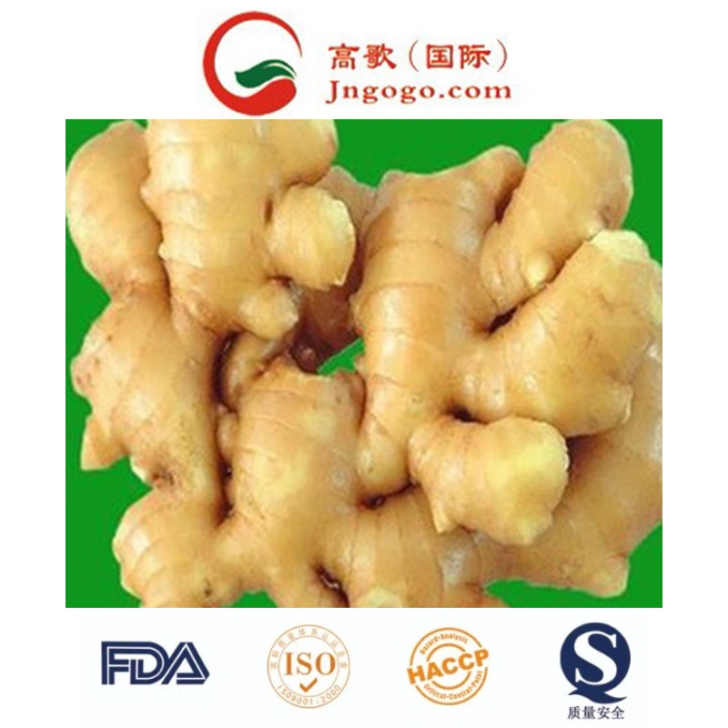 Export Chinese New Crop Good Quality Ginger