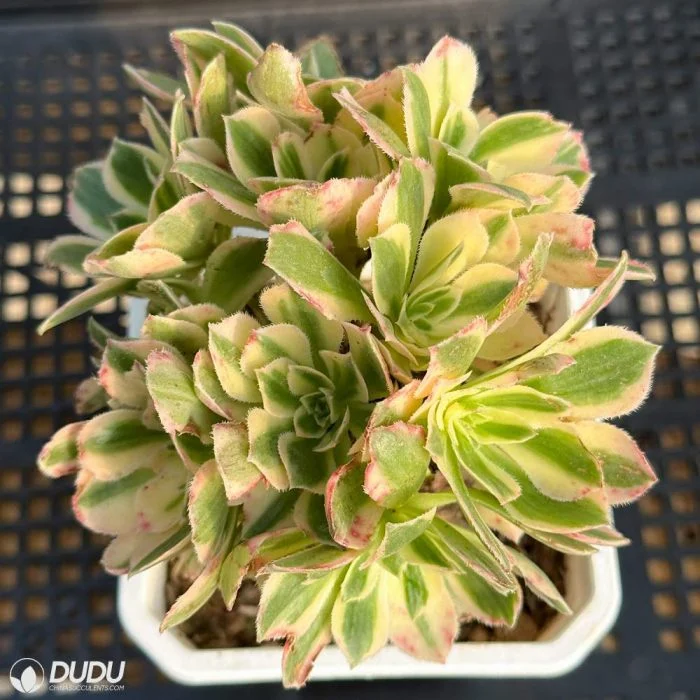 Dudu Factory Nursery Aeonium Jade Variegated Cluster Succulent Plants for Garden Decorative