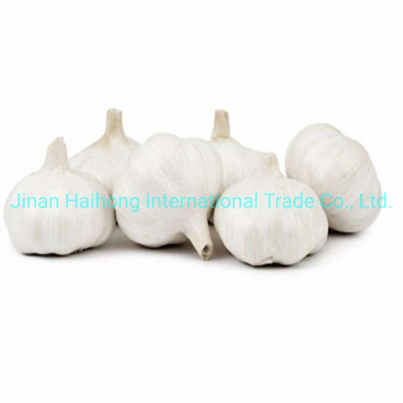 Shandong Fresh Normal White Purple Garlic in China