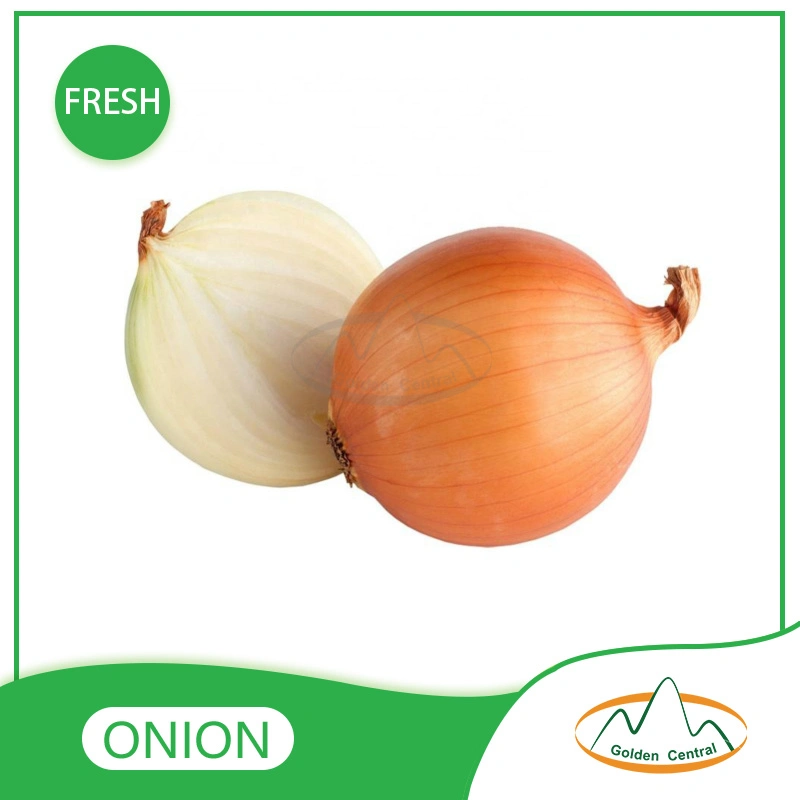 New Fresh China Yellow Onion