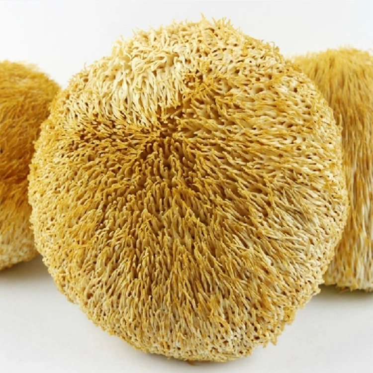 Benefiting Five Internal Organs and Improving Immunity Organic Lion's Mane Hericium Erinaceus Extract Powder Mushroom Extract