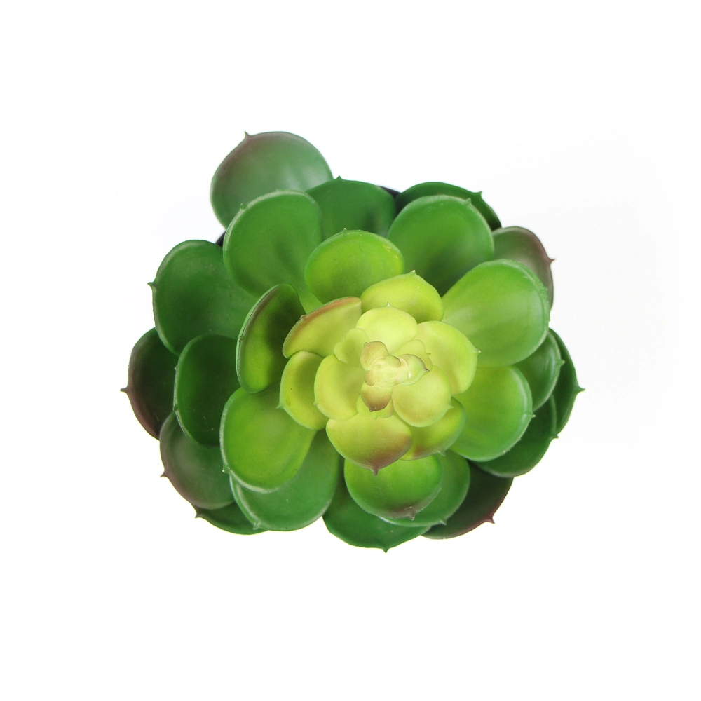 Wholesale/Supplier Eco-Friendly Office Decorative Natural Plants Succulent for Indoor