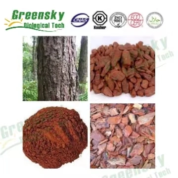Pine Bark Extract Free Sample Proanthocyanidins 95% OPC