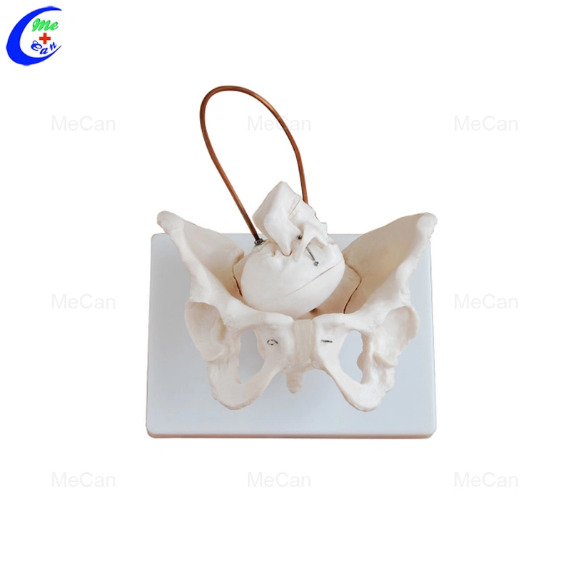 Best Selling Birth Demonstration Model with Fetal Skull