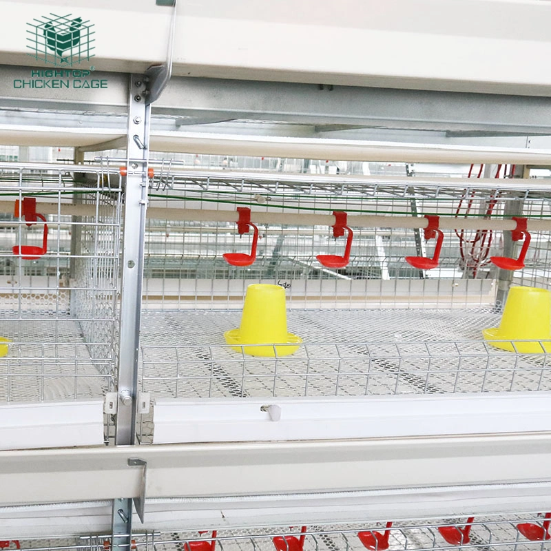 Factory Supply Automatic Chicken Farming Equipment Broiler Cage For South Africa