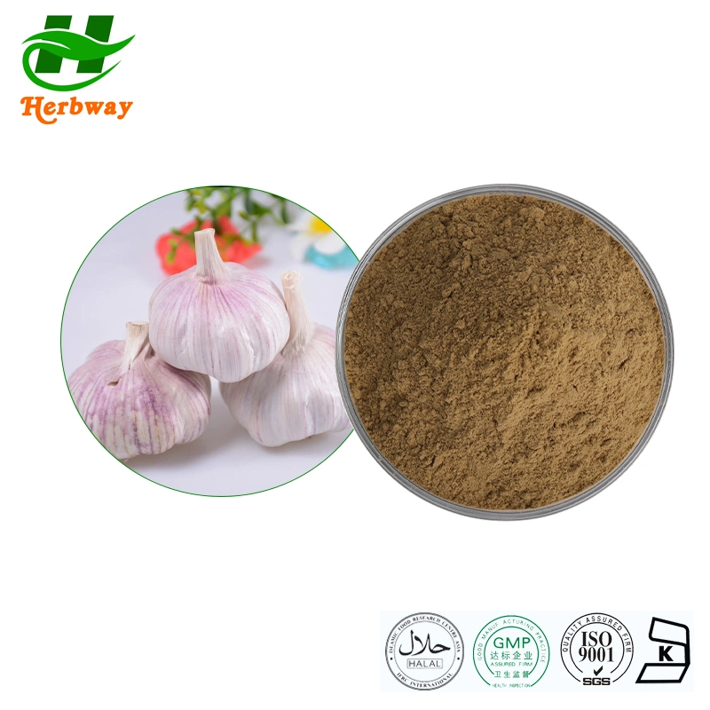 Herbway Plant Extract Free Sample Garlic Extract 1% Allicin Powder Garlic Extract Powder