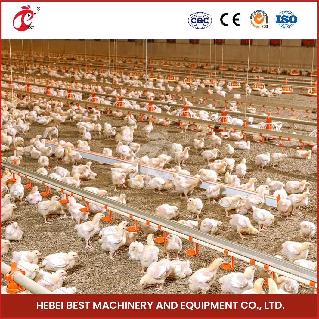 Bestchickencage Broiler Deep Litter System Großhandel China ABS Engineering Plastics Material Deep Litter für Broiler Hersteller