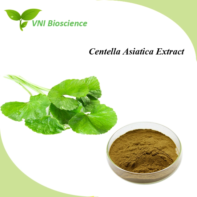 Kosher Halal Certified Asiaticoside Powder Gotu Kola Extract Centella Asiatica Extract