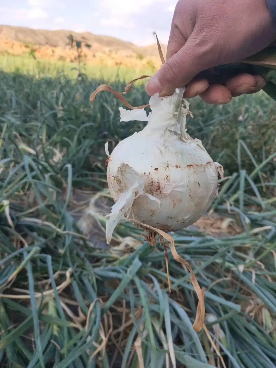 El nuevo cultivo fresco chino cebolla blanca