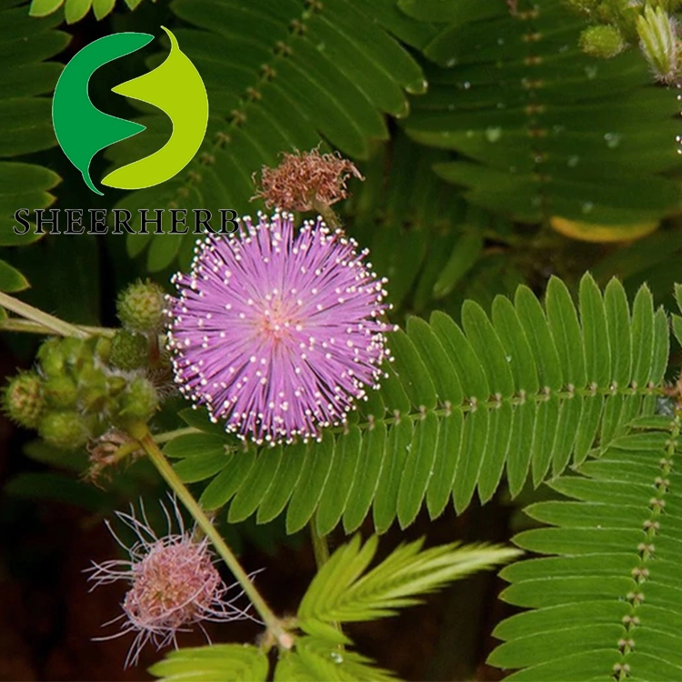 Mejor Precio Extracto Natural Mimosa pudica polvo 10: 1mimosa Extracto polvo C5c