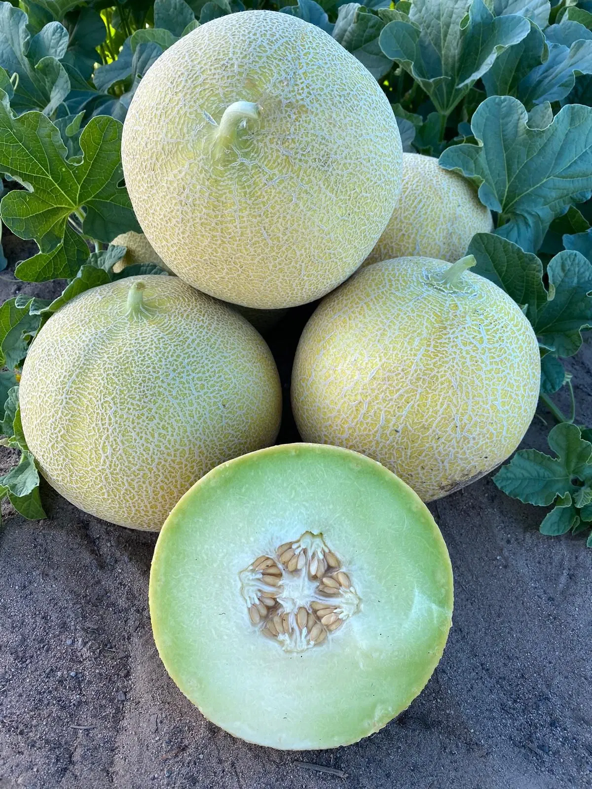 Graines de Cantaloup sucré graines de Melon hybrides F1 pour la culture