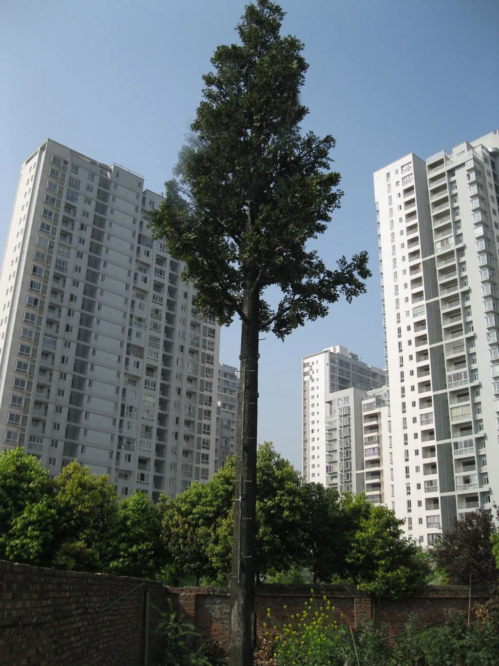 Camouflaged Palm or Pine Tree Monopole Antenna Mobile Telecom Tower