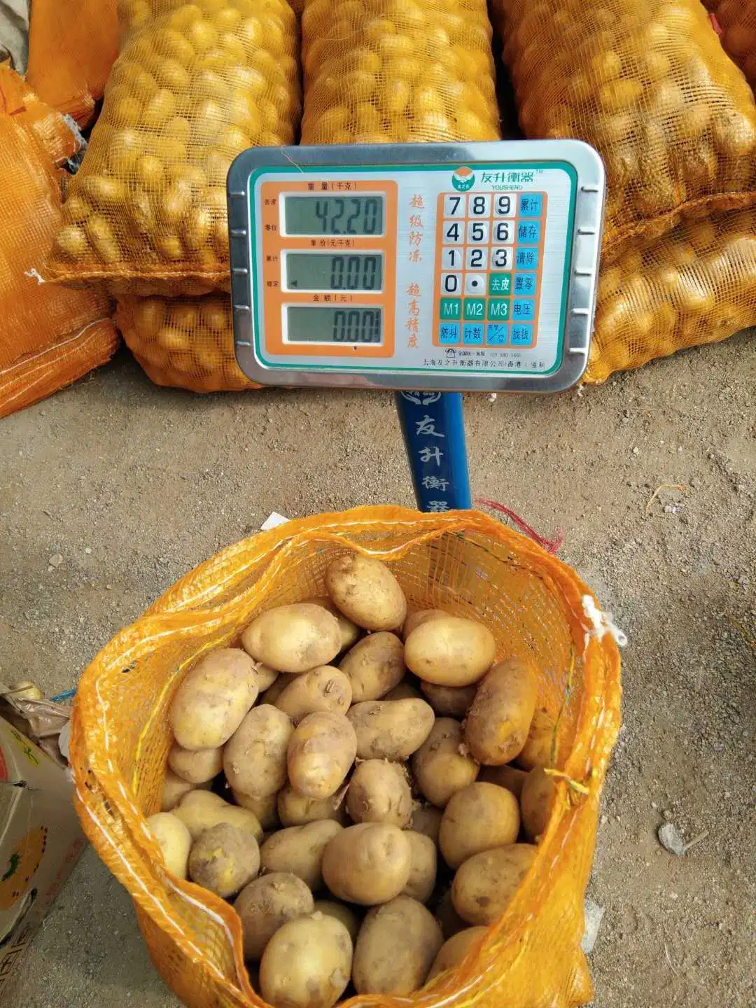 Fresh New Crop Potato From China