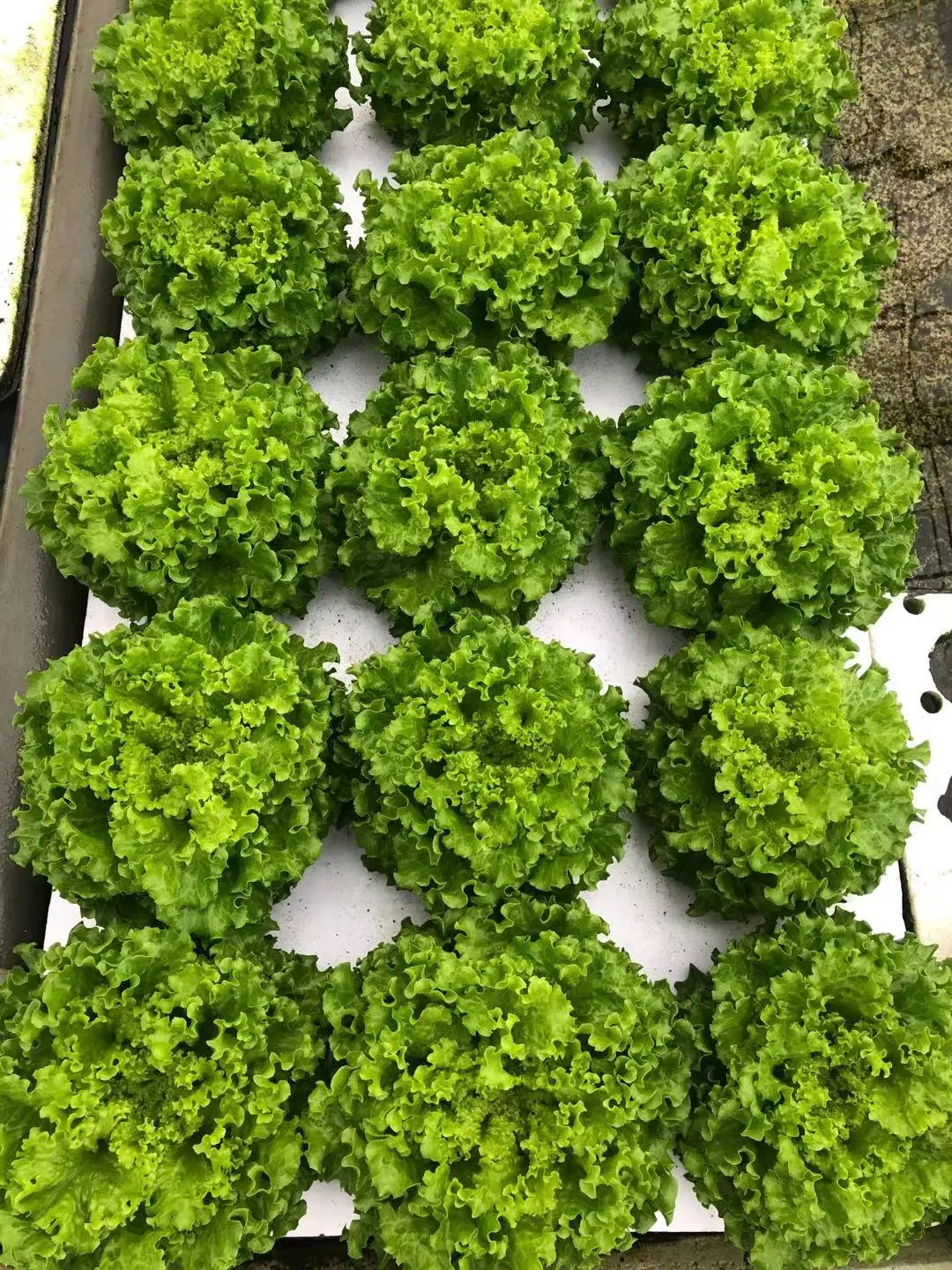 DWC hydroponic XPS Schaumstoffplatte schwimmende Floating Raft kommerzielles Gewächshaus wachsen Salat