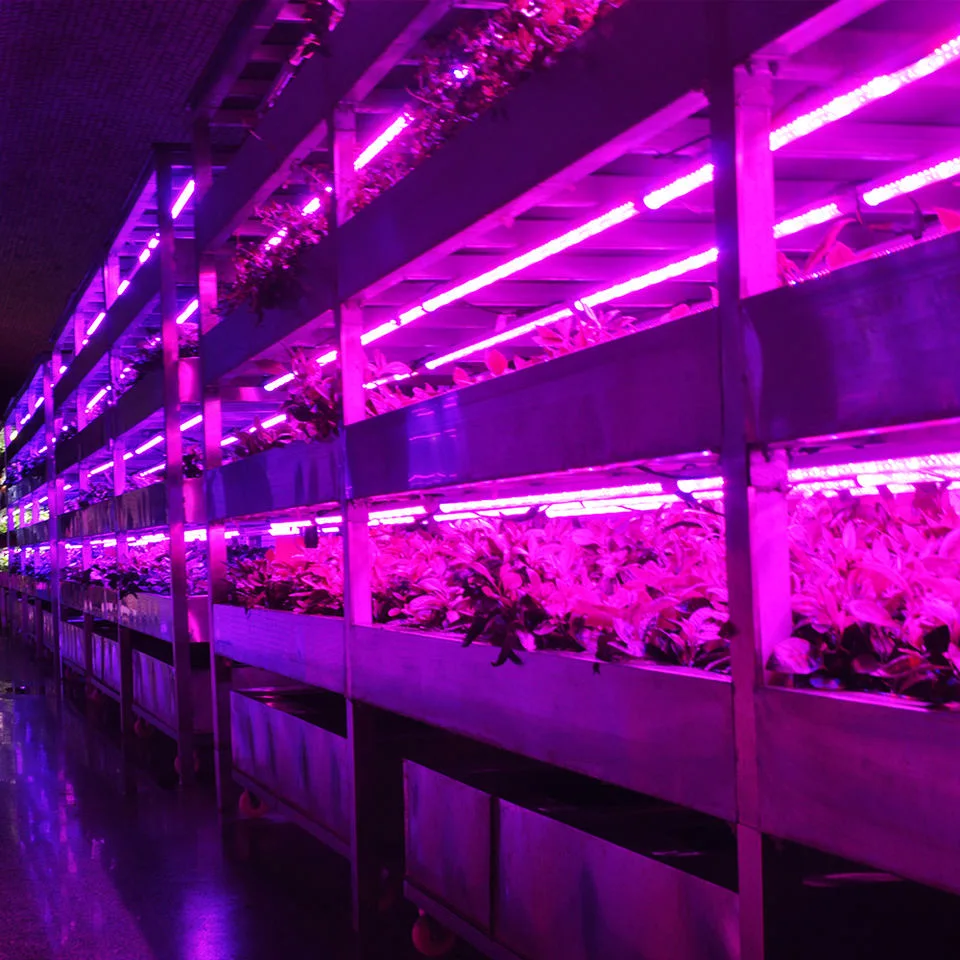 a Transportable Container Farm Vegetable Hydroponics Greenhouse