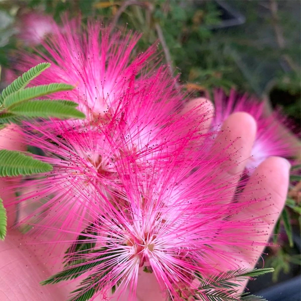 Albizia Kalkora semillas/Albizia semillas/Albizia Macrophylla semillas para plantar