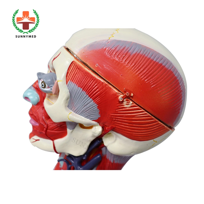 Sy-N02701 Human Head with Muscles and Blood Vessel for Teaching Training