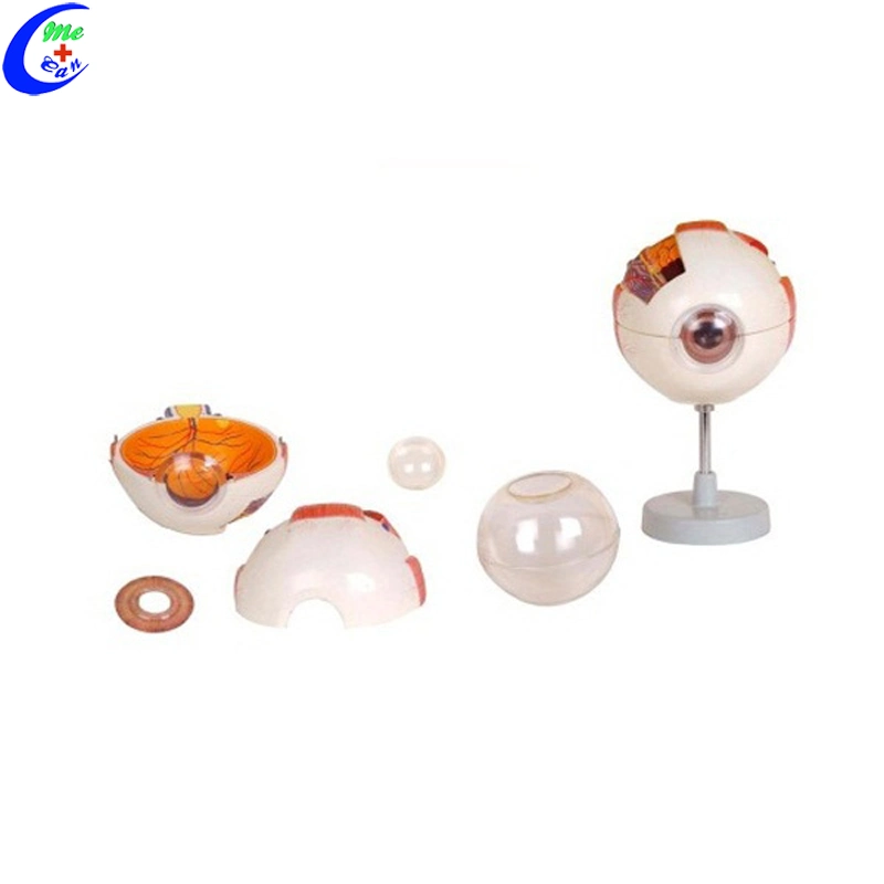 Medical Education Anatomical Models 6 Parts Giant Eye Models