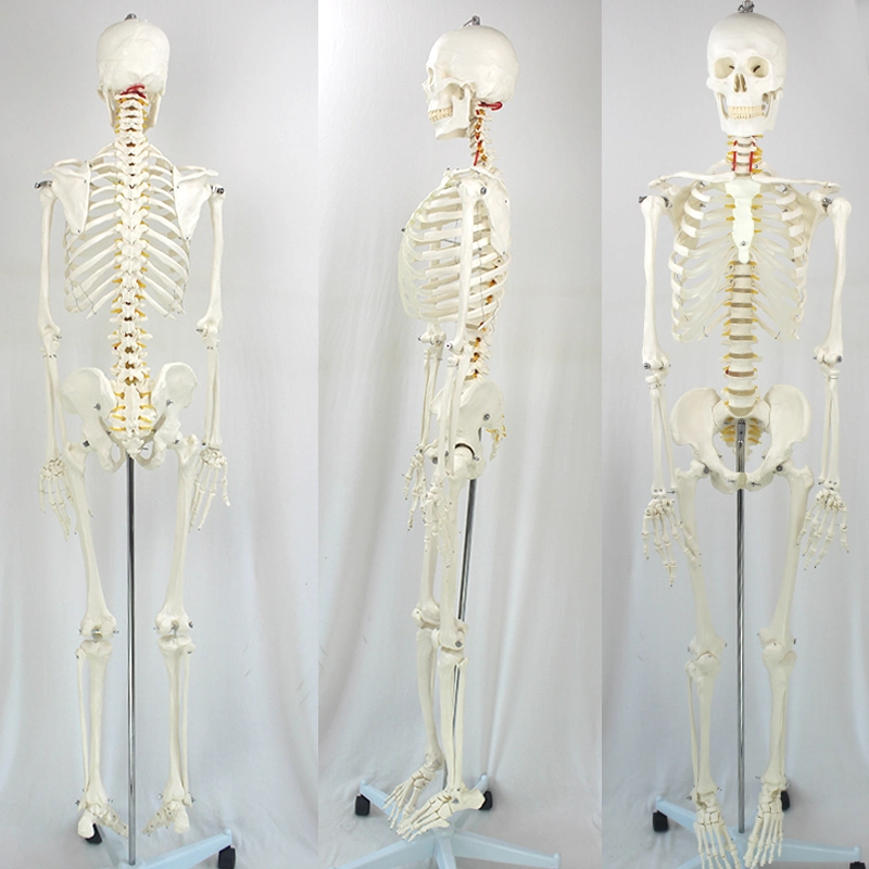 Laboratory Demonstration Removed Flexible Human Long-Lasting Durability Skeleton Model