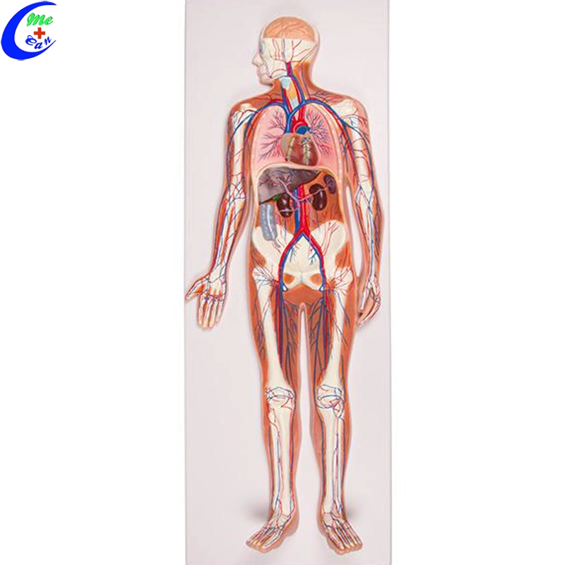 Medizinisches Anatomisches Modell Des Menschlichen Blutes Zirkulationsmodell