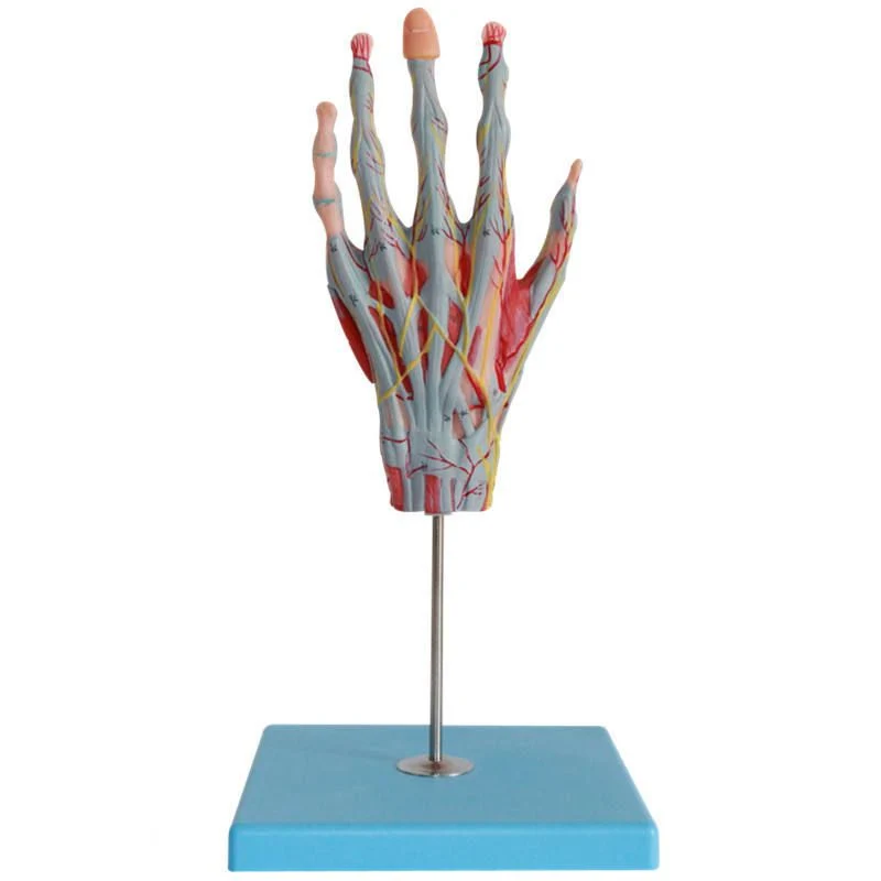 Soft Silicone Laboratory Teaching Display Expansion Hand Dissection Model