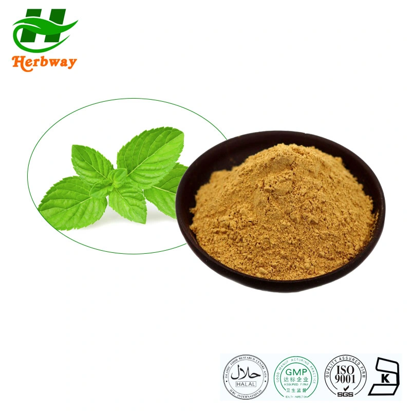 Herbway Kosher Halal Fssc HACCP Certified Food Grade Peppermint Extract Mint Flavor Powder 10: 1 Mint Extract