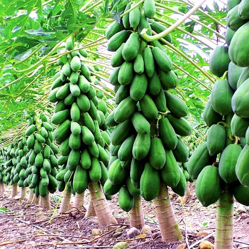 Fornecimento de fábrica de fatias Mango secas da China de alta qualidade