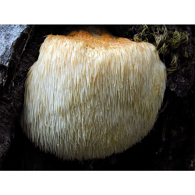 Lion's Mane Mushroom Extract Reishi Cordyceps Herbal Extract Mushroom Complex