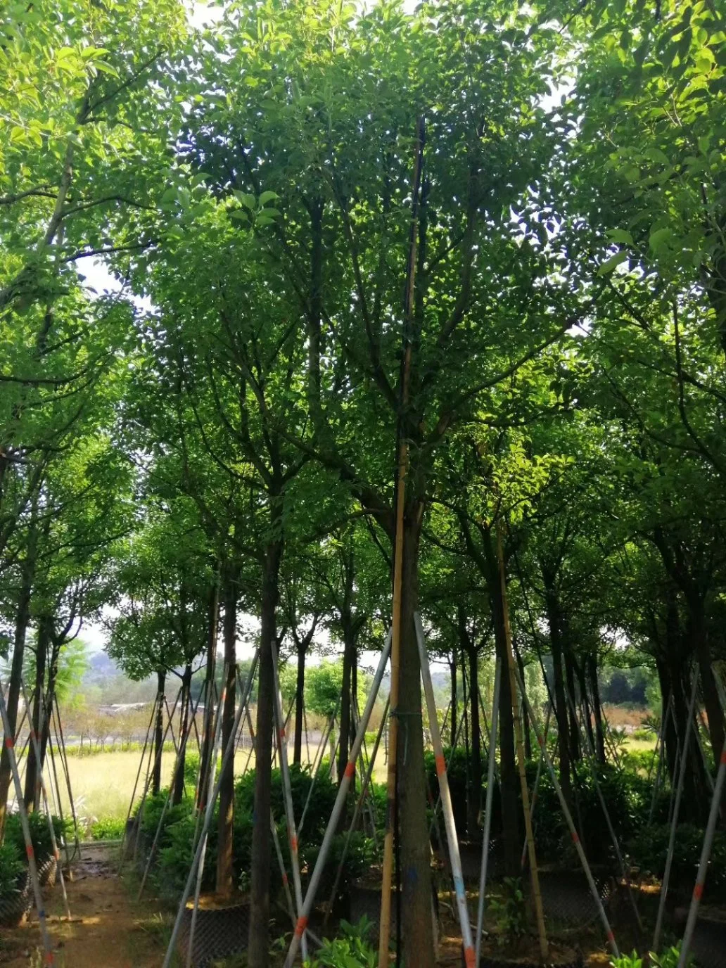 Usine d'herbes Taxus chinensis pour Bonsai et Plantation