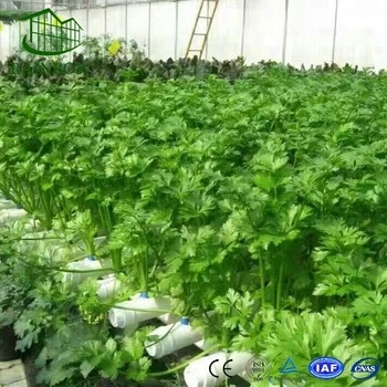 High quality/High cost performance  Economical Hydroponics System for Greenhouse