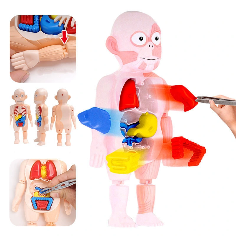 DIY 3D de órgãos humanos modelo de educação infantil brinquedos para a escola recursos de aprendizagem