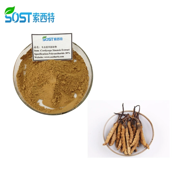 Healthcare Supplement Cordyceps Militaris Extract Powder Capsules