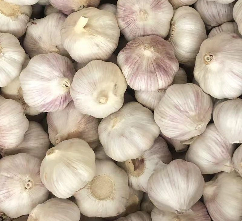 Wholesale/Supplier New Crop Pure/Normal White Fresh Peeled Garlic Low Price