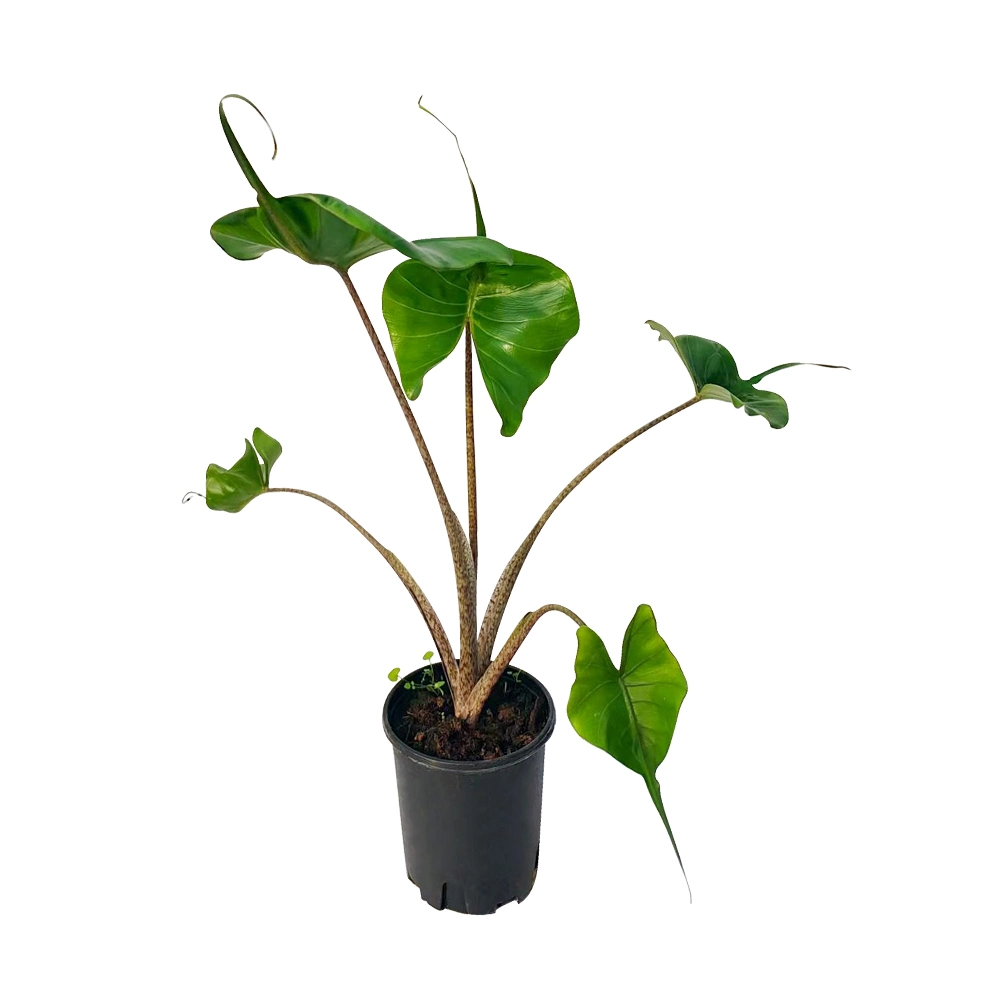 Natural de plantas reales de las plantas de interior Alocasia Stingray