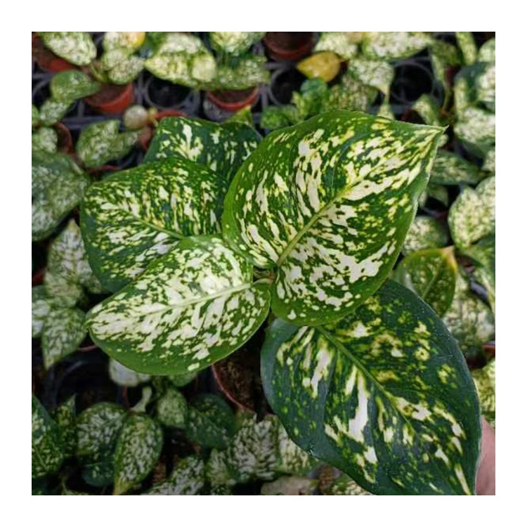 New Arrival Decoration Live Plant Aglaonema Milan Bonsai