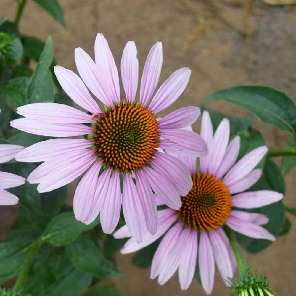 Touchhealy Supply Echinacea purpurea Seeds/Purple Coneflower Seeds