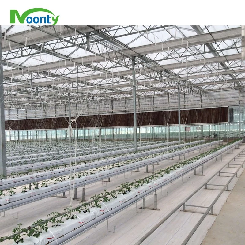 Modern Multi-Span Glass Greenhouse with Hydroponics System for Tomato/Flower/Cucumber/Lettuce/Pepper Planting/Blueberry